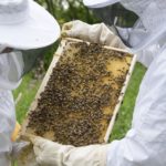 apiculture - photo temporaire