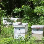apiculture - photo temporaire