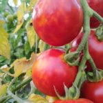 Des tomates bientôt prêtes pour la récolte