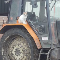 le chat d'Yves-André sur son tracteur