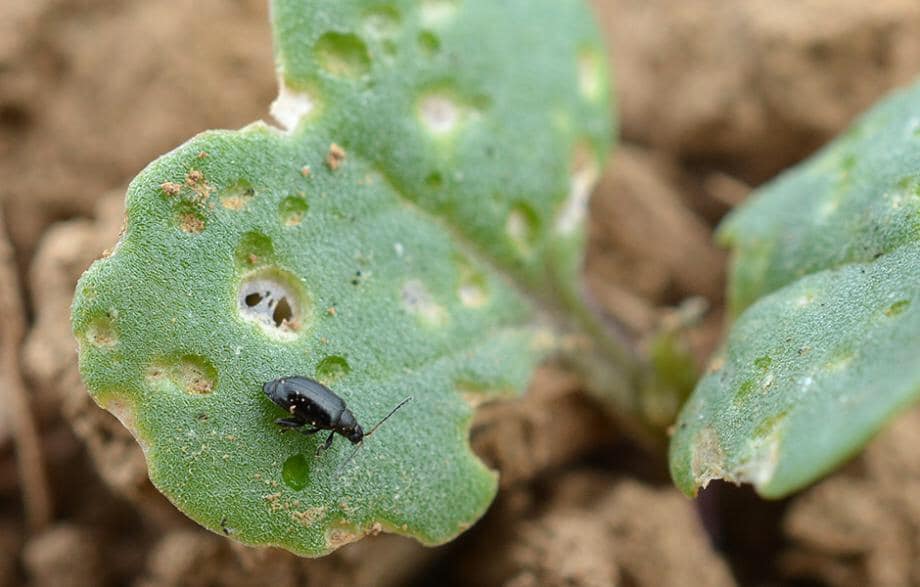 un altise sur une feuille de radis