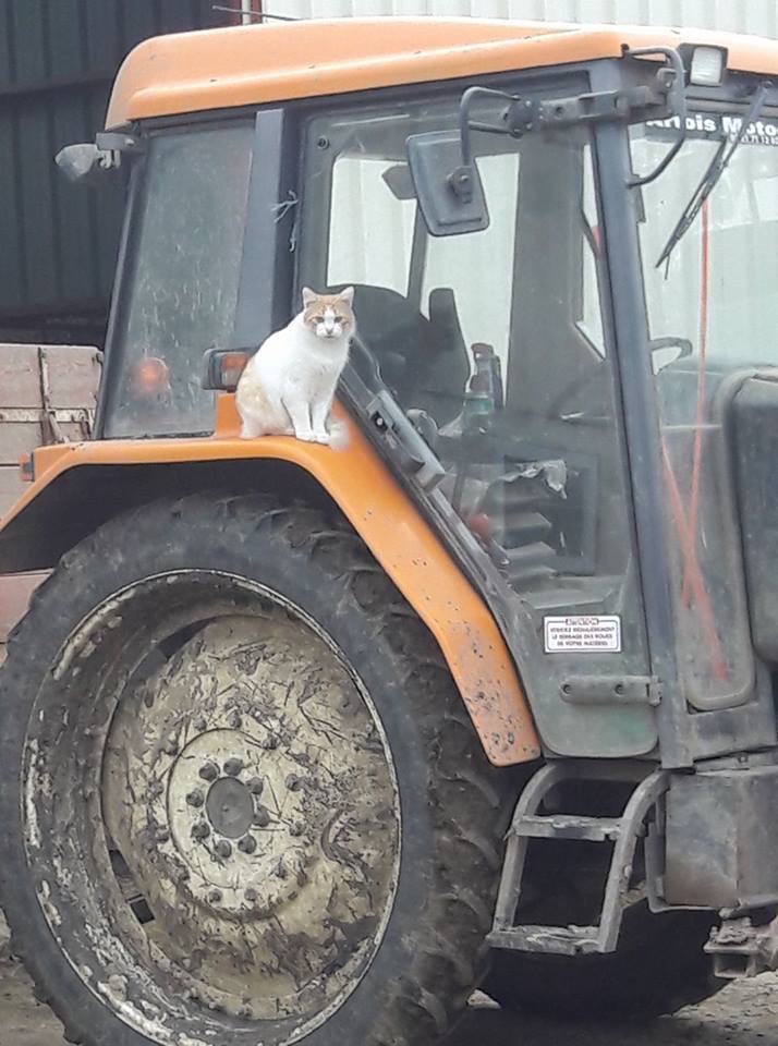 le chat d'Yves-André sur son tracteur